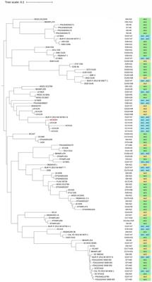 Genome engineering of Stx1-and Stx2-converting bacteriophages unveils the virulence of the dairy isolate Escherichia coli O174:H2 strain UC4224